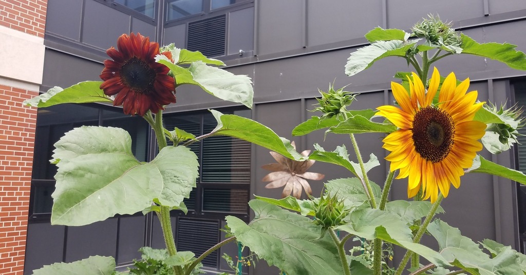 sunflowers in garden