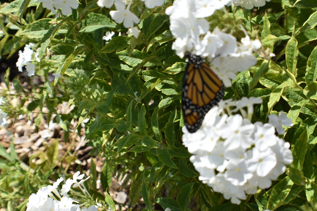 Releasing Monarch Butterfly 4